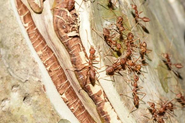 The Ultimate Guide to Termite Control in Sydney: Expert Tips and Strategies