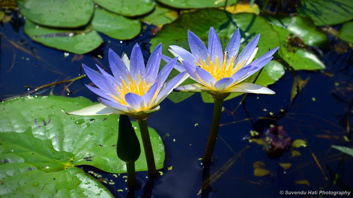 Blue Lotus Gummies Your Gateway to a More Peaceful, Balanced Life